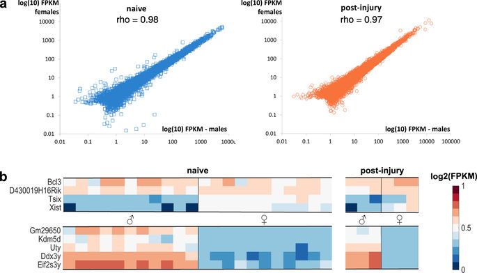 Transcriptionally, sensory neurons purified from adult male and female mice are very similar.