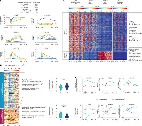 Genic CpG demethylation of cardiac myocyte genes.