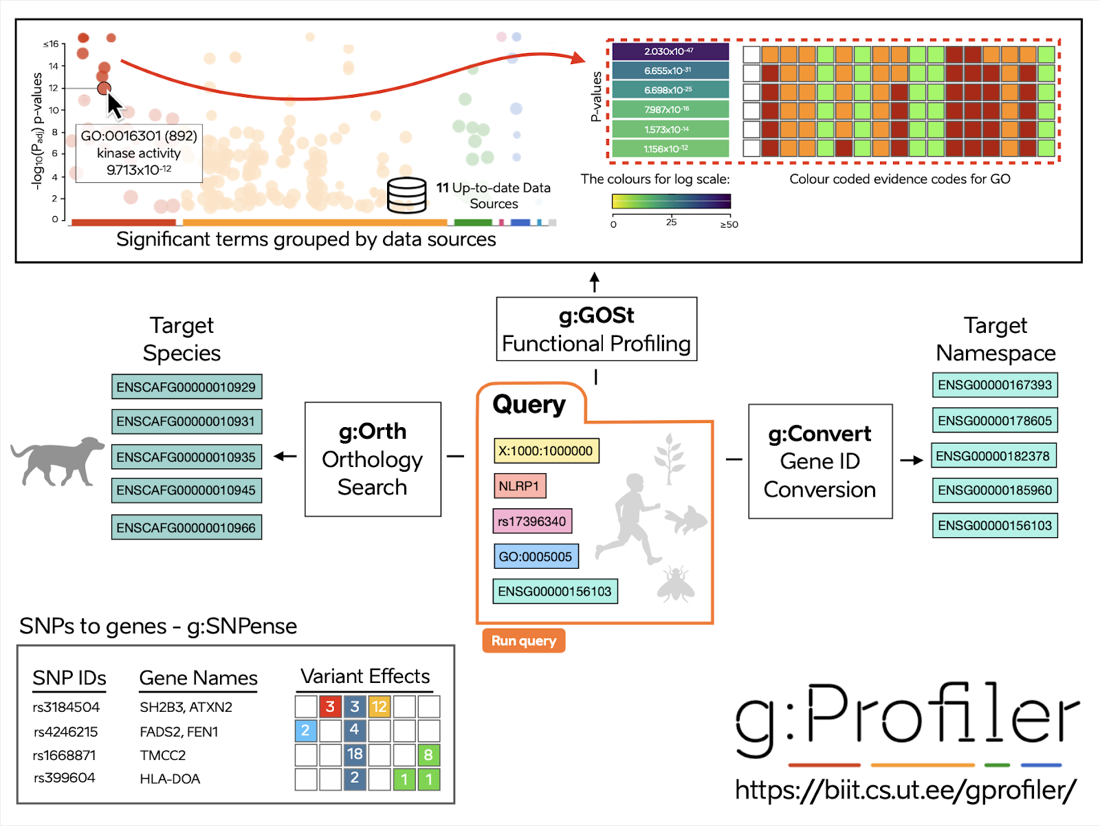 gProfile graphical abstract