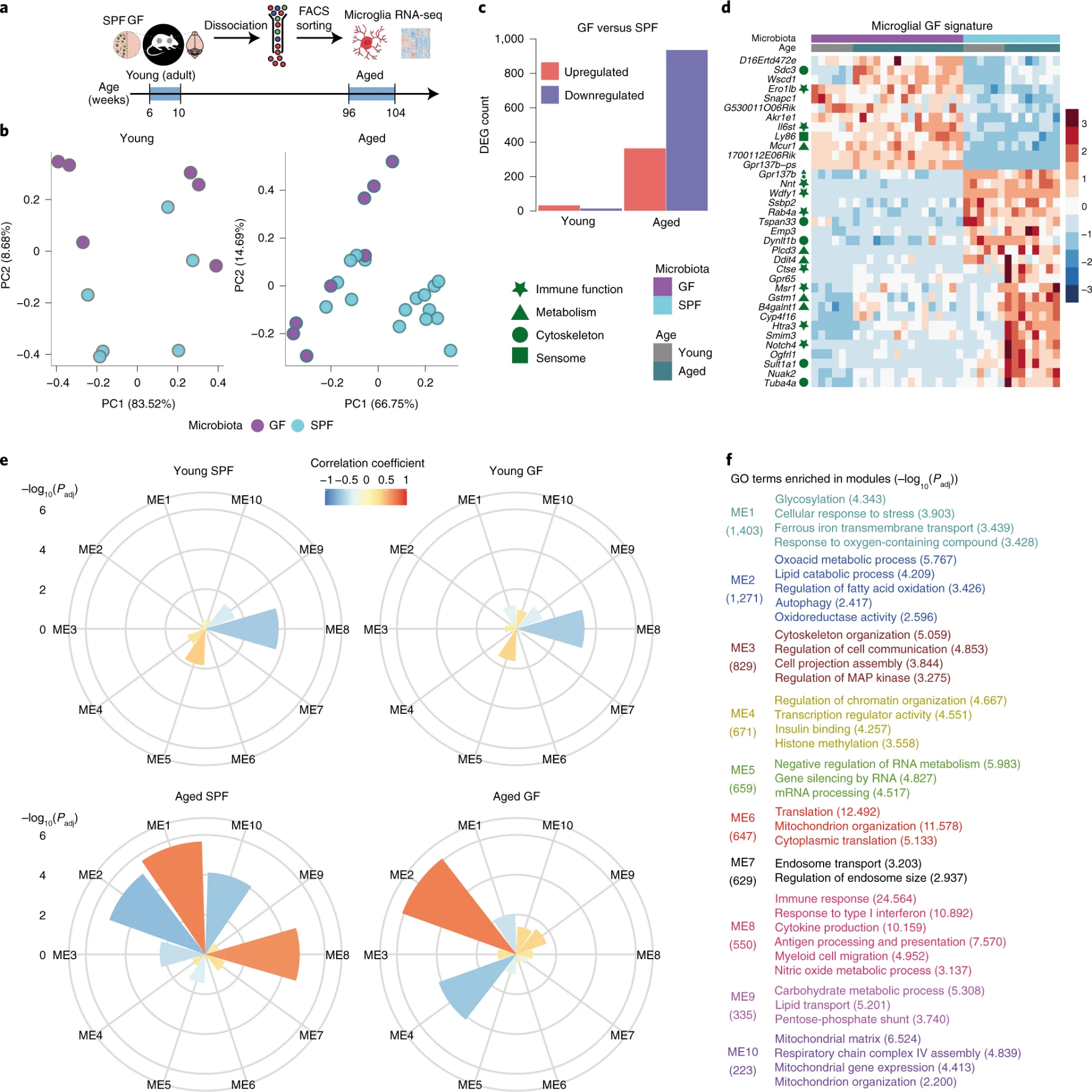 Fig. 1: Microbiota orchestrates microglial transcriptome in young and aged mice