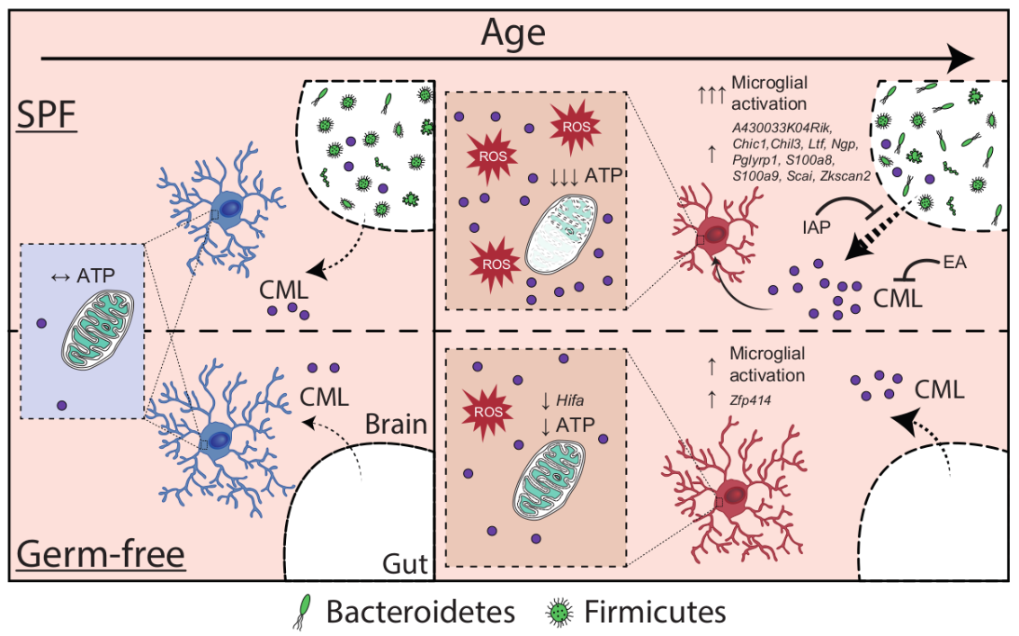 Graphical Abstract