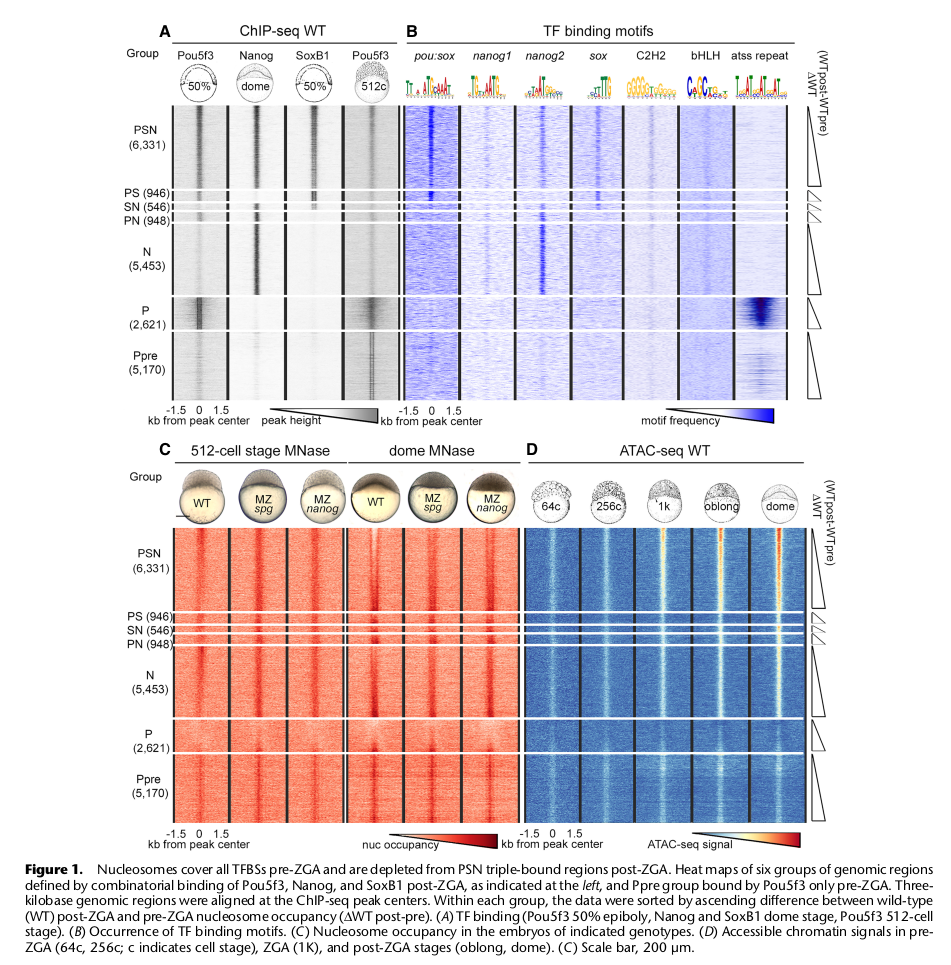 Pou5f3, SoxB1, and Nanog remodel chromatin on High Nucleosome Affinity Regions at Zygotic Genome Activation