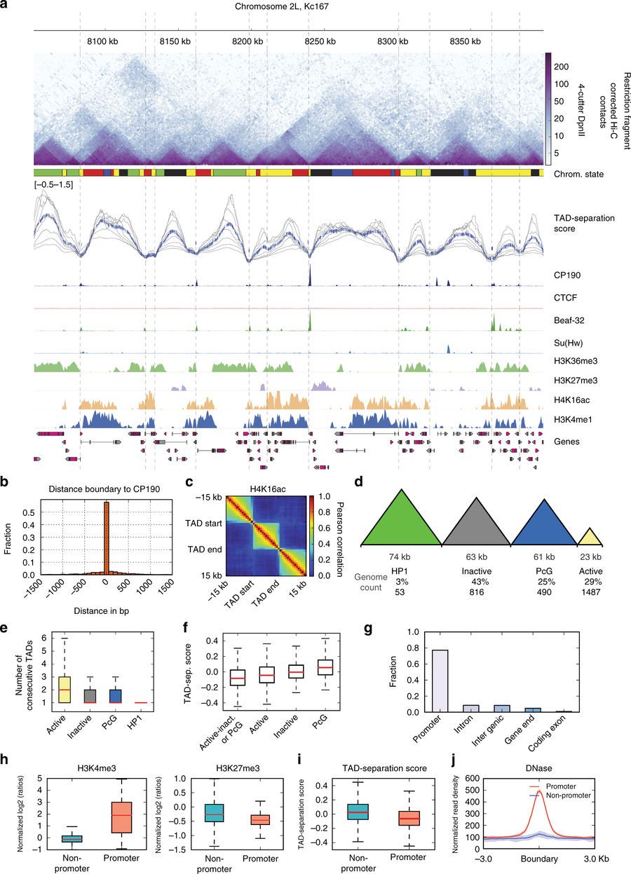 High-resolution TAD boundaries in flies.