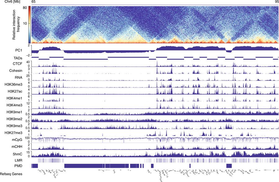 Distinct DNA methylation patterns in A and B compartments in adult CM. Hi-C contact maps uncover topologically associated domains (TADs) and multi-TAD A/B compartments in adult CM.