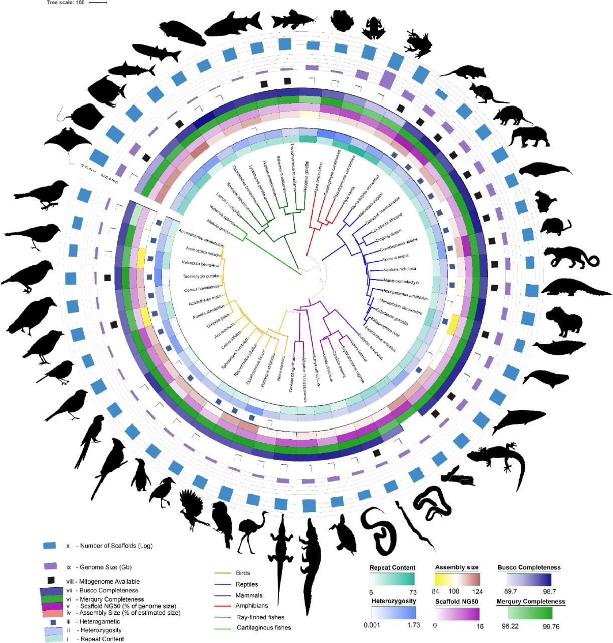 Phylogenetic tree and assembly statistics of genomes assembled using the VGP assembly pipeline in Galaxy.