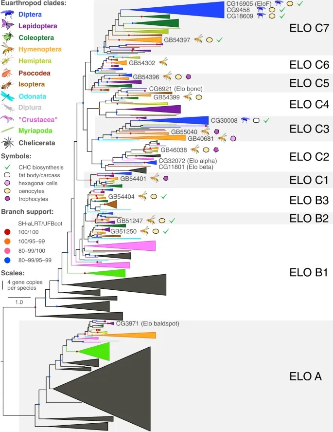 Phylogeny