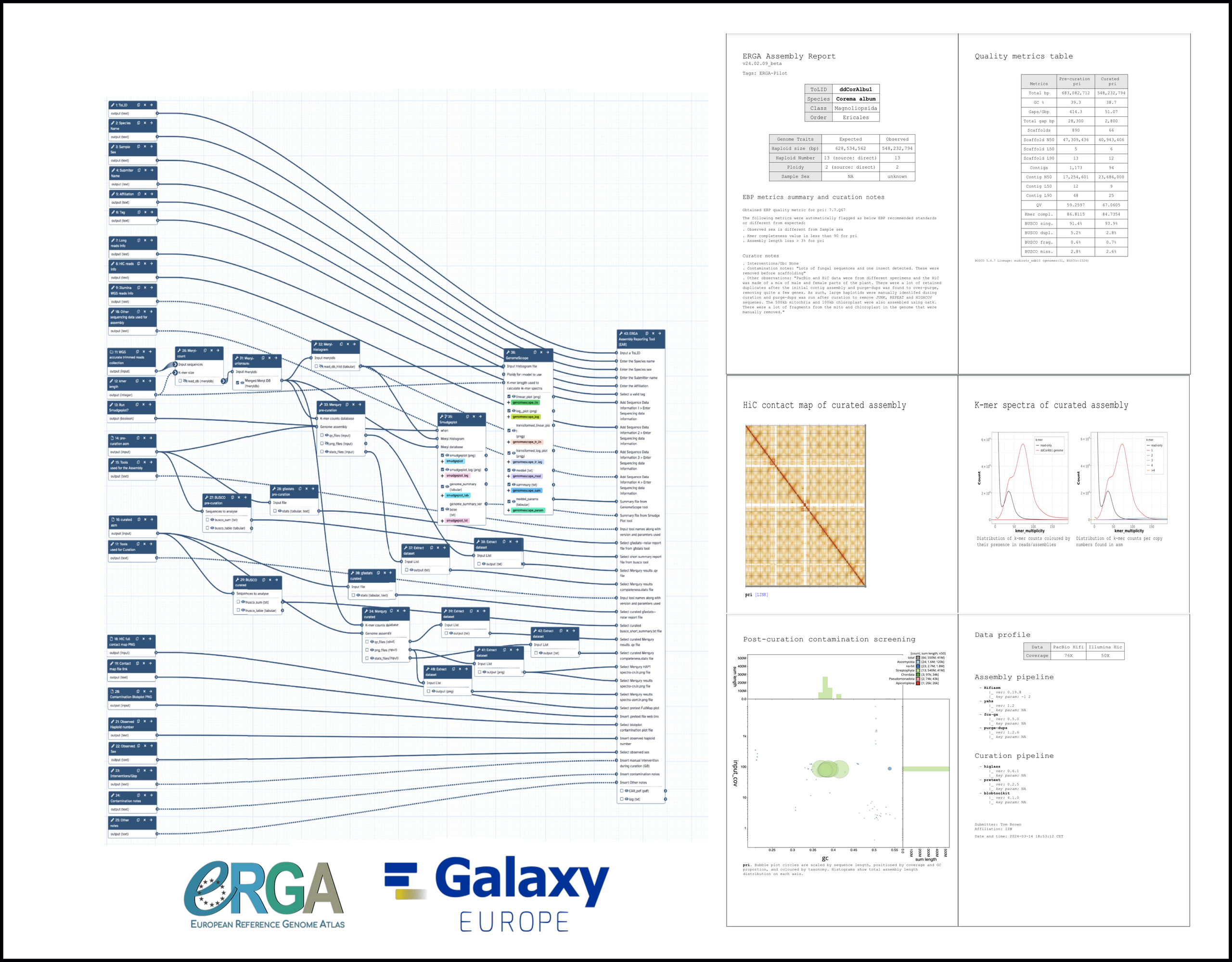 A graphical representation of ERGA Assembly Reporting tool in a Galaxy workflow and resultant output PDF report