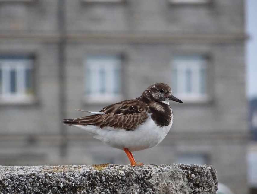 Concarneau 