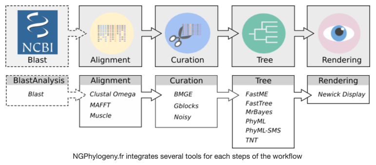 ngphylogeny