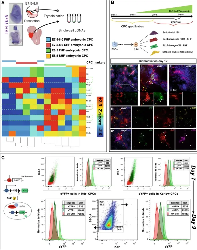 tbx5_expression